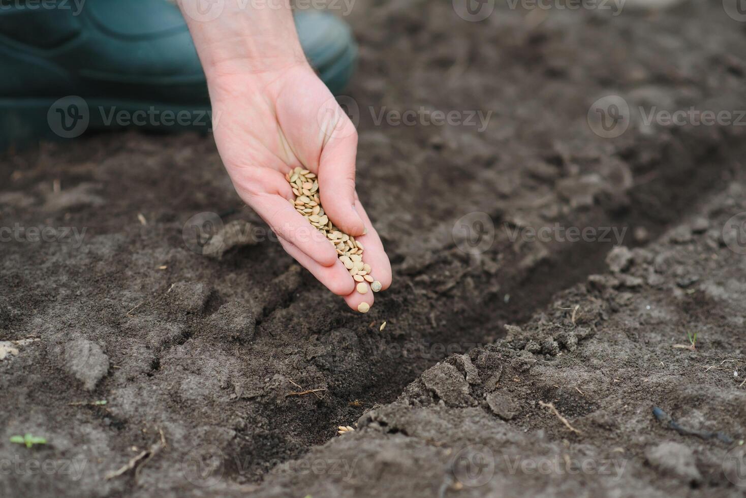 A woman's hand puts the seeds of a plant in the ground to help it grow and protect it. The concept of caring for plants and growing organic products photo