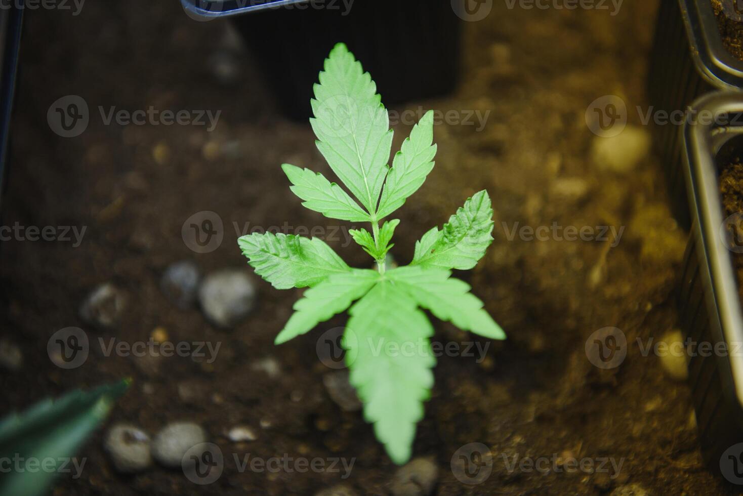 Marijuana Leafs Grow Op. Marijuana plants growing under artificial lights in a grow op photo