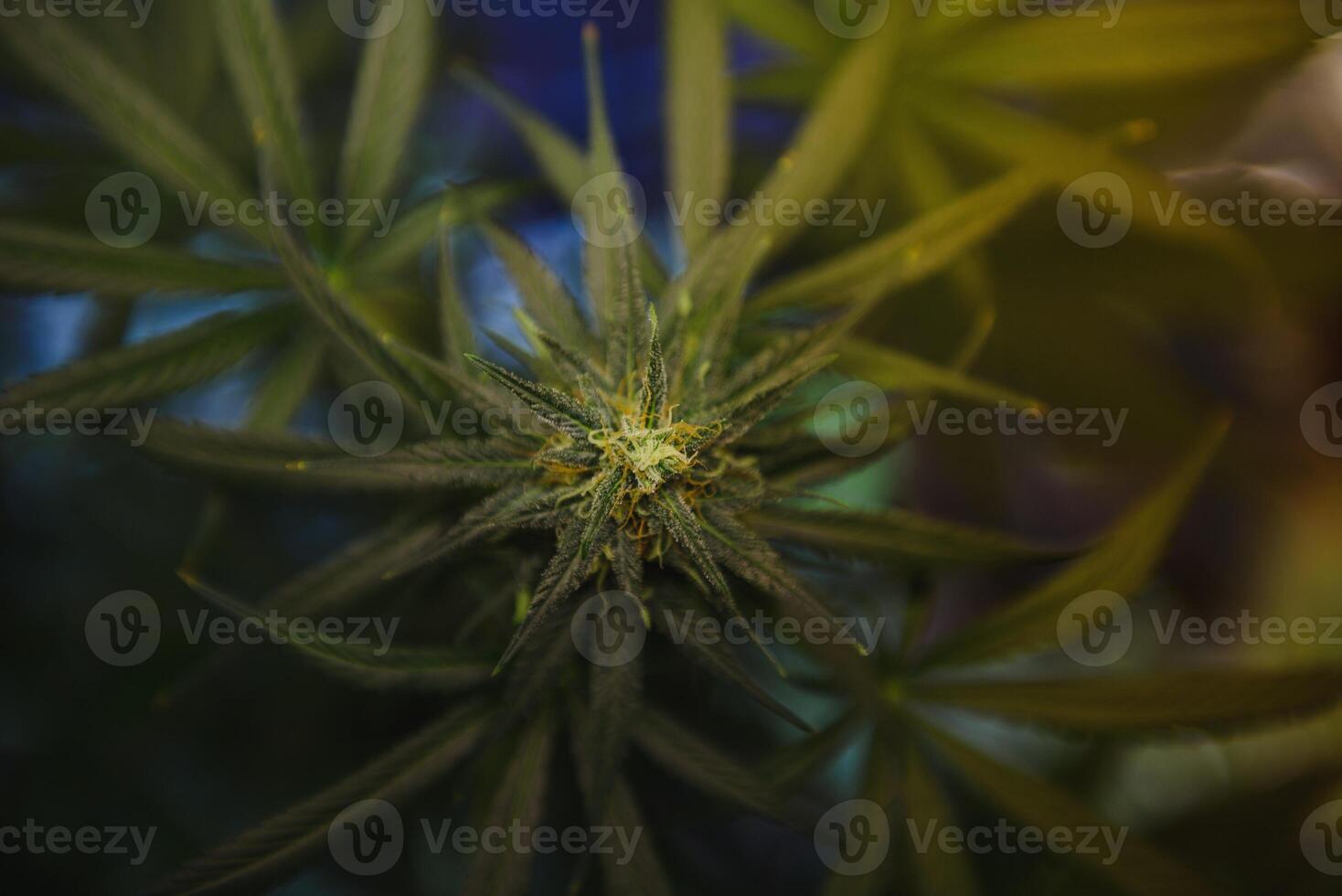 Indoor Marijuana bud under lights. Cola, Calyx, Trichome, and Pistil, and leaves are visible photo
