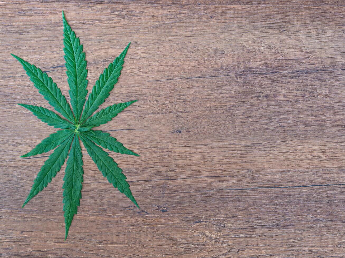 Top view of cannabis leaf on wooden table. Space for text. Wood texture background. Hemp herb green leaves for medicinal. Farm marijuana plantation concept photo