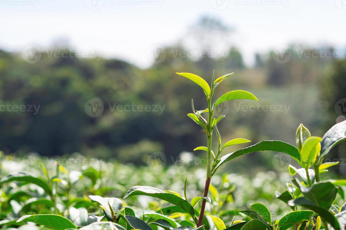 Close-up of green tea leaves in tea plantation. Space for text photo