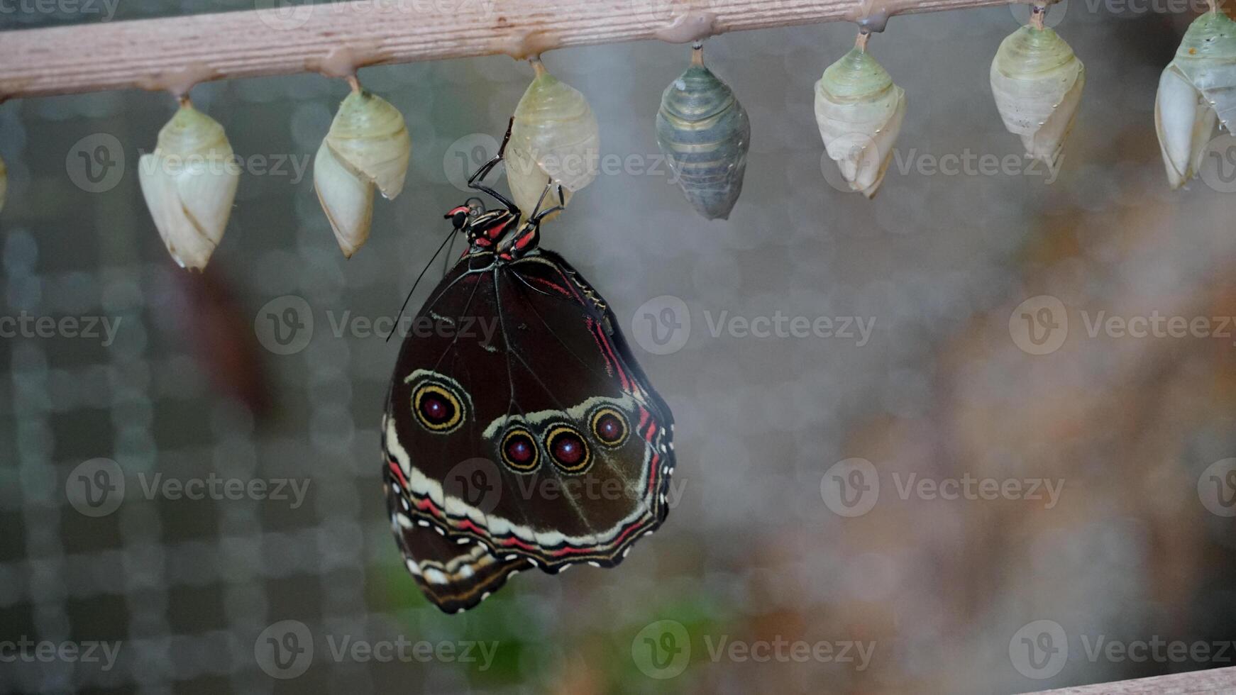 Butterfly Emergence - Life's Metamorphosis photo
