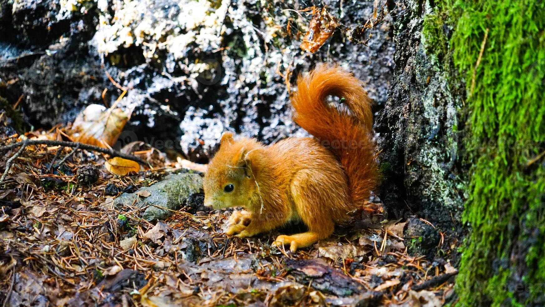 Autumn Foraging - A Red Squirrel Scavenges Amongst the Forest Floor's Fallen Leaves photo