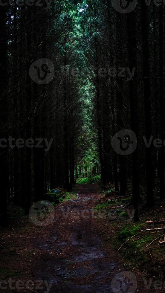 A Secluded Path Through the Dense and Mysterious Woods photo