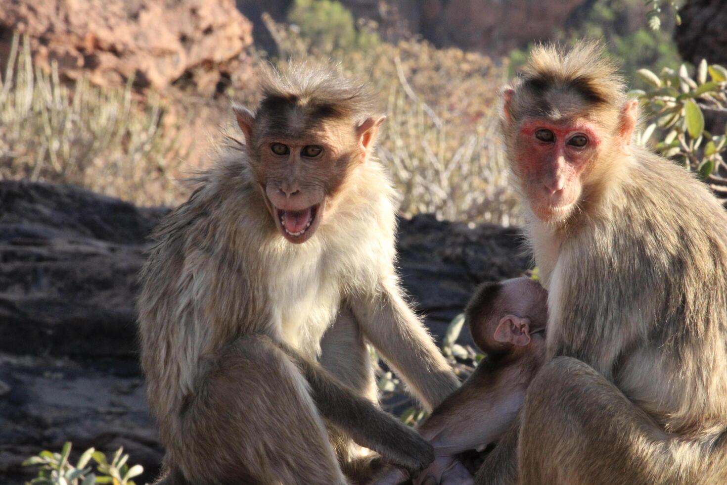Bonnet Macaque Monkey Family photo