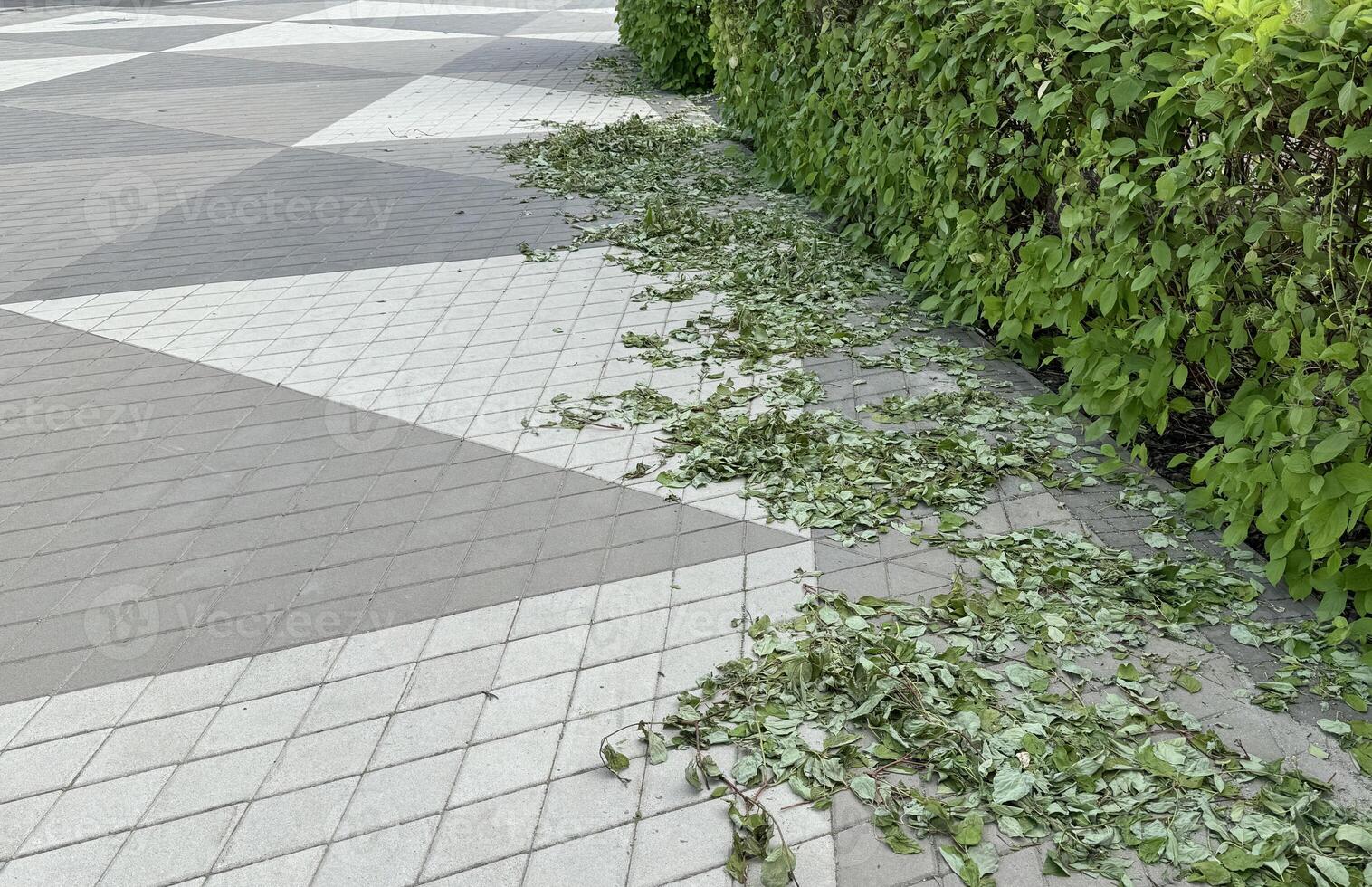 a trimmed hedge with leaves left in a circle on the pavement photo