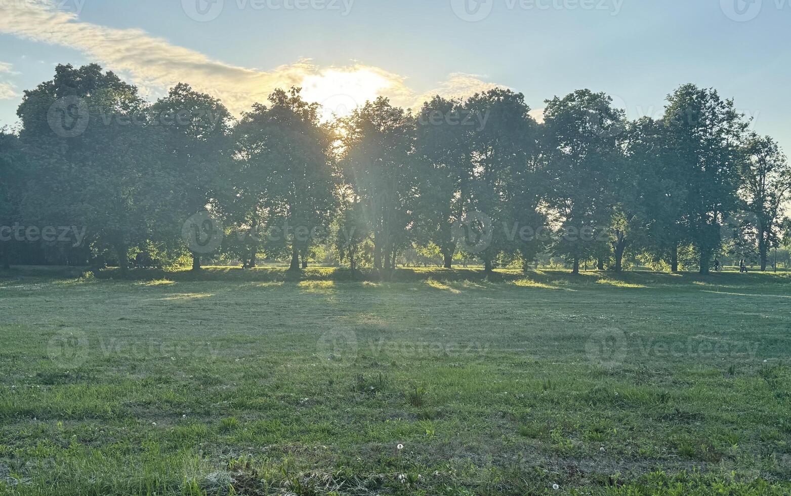 View of an agriculturally used field with green grass photo