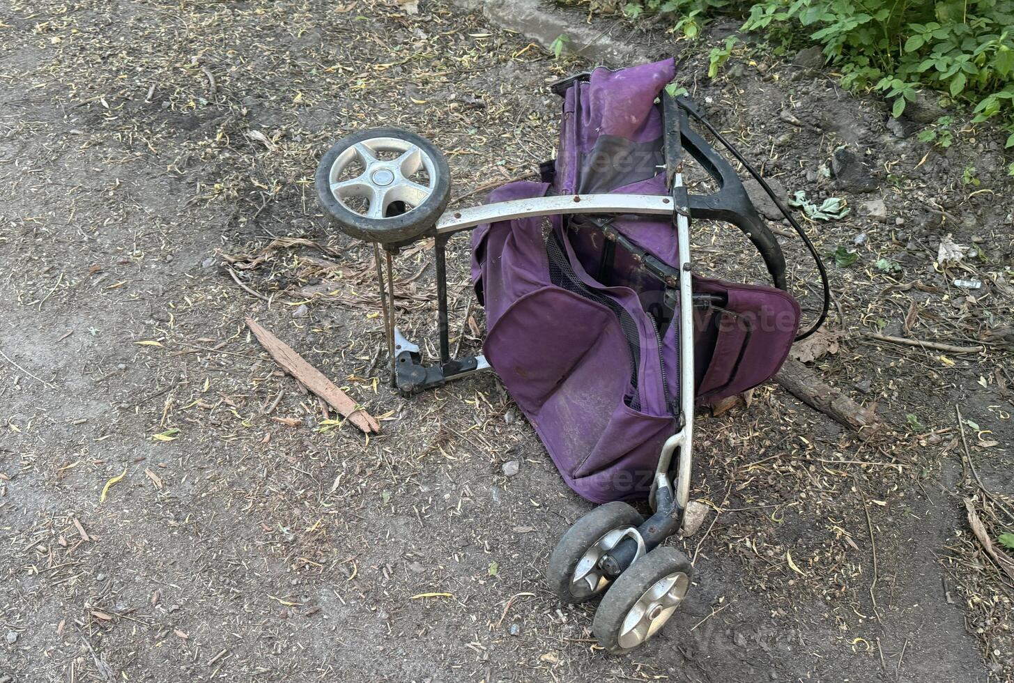 garden cart with two walnuts in the garden in early fall photo