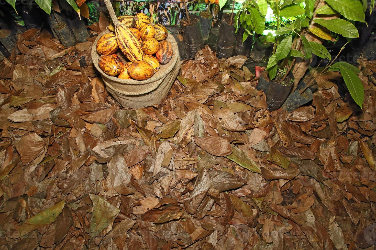 cocoa leaves scattered on the ground photo