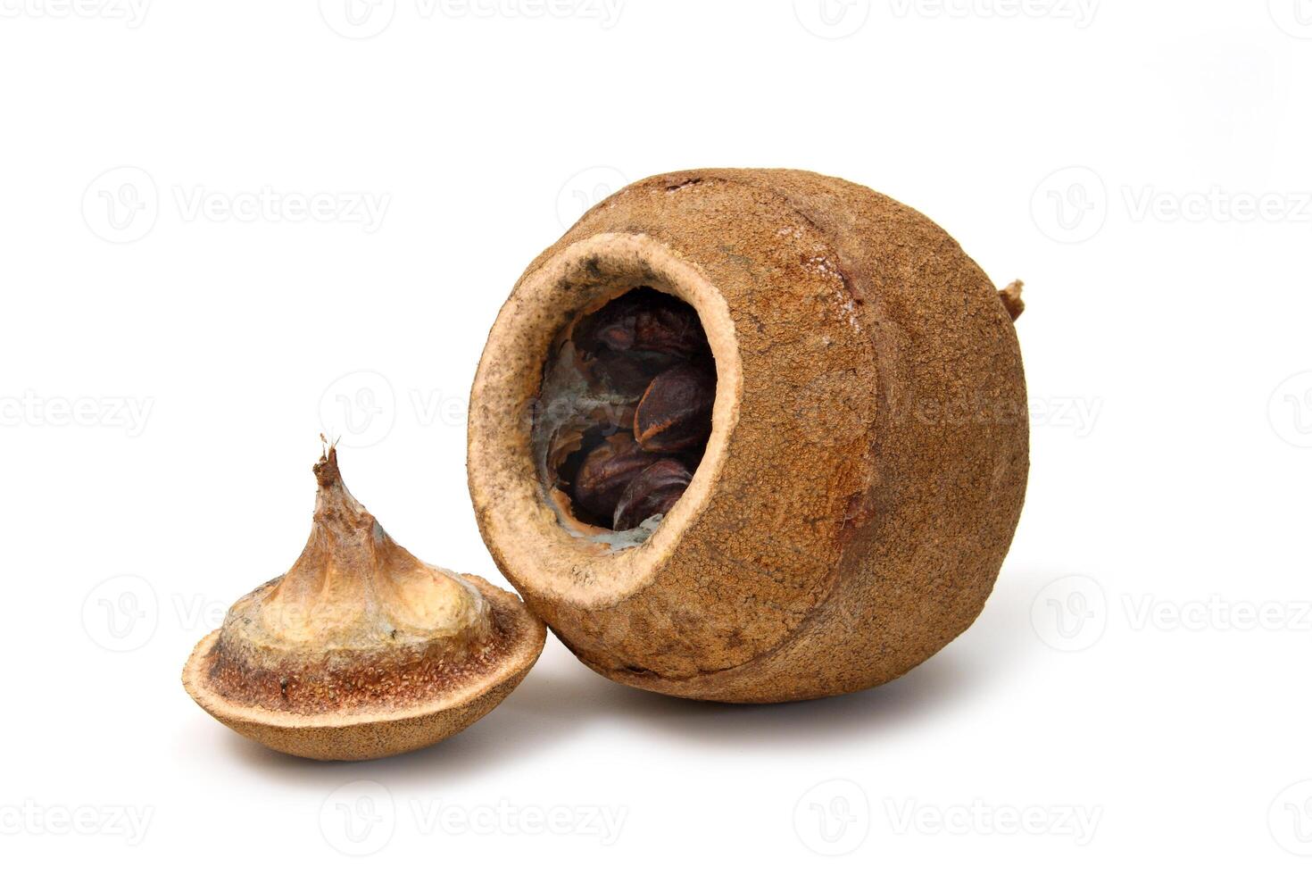 Sapucaia, an exotic Brazilian vegetable used in gastronomy photo