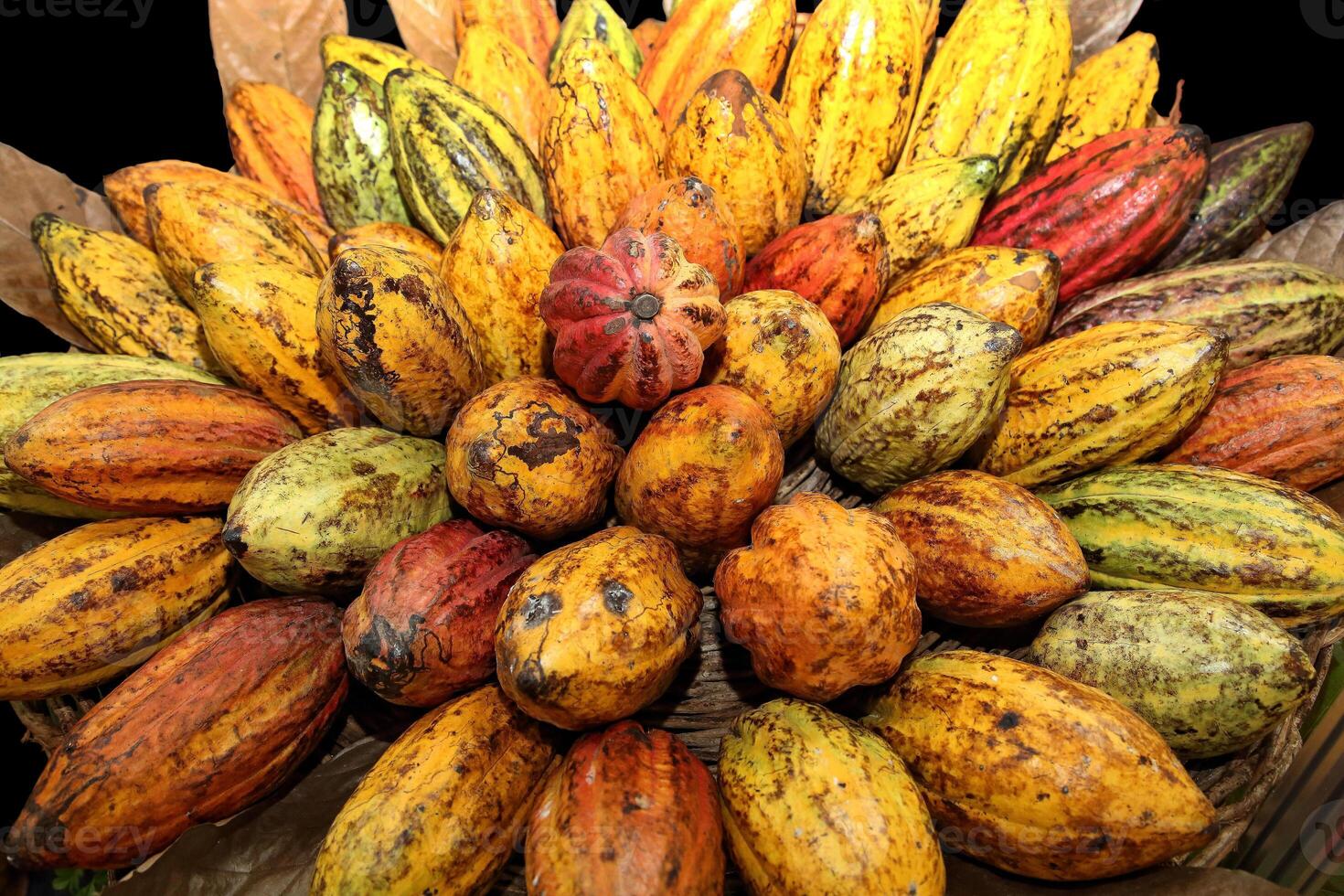 baskets filled with whole cocoa fruit photo