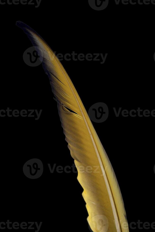 colorful bird feathers on black background photo