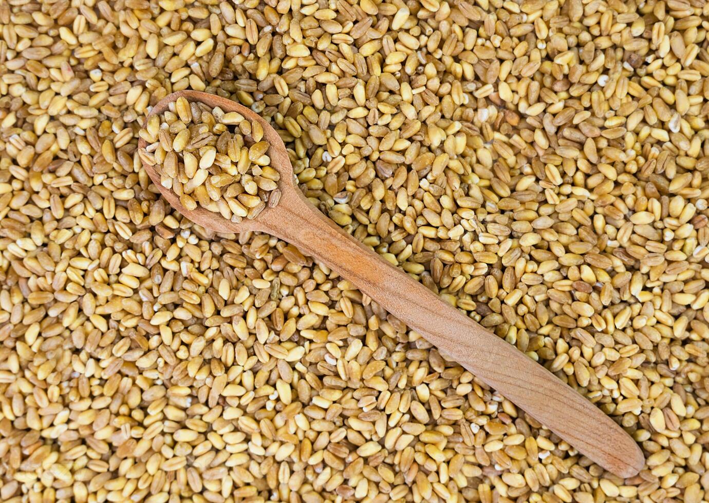 Wheat grains in a wooden spoon on scattered grains of wheat. Top view. Close-up. Selective focus. photo