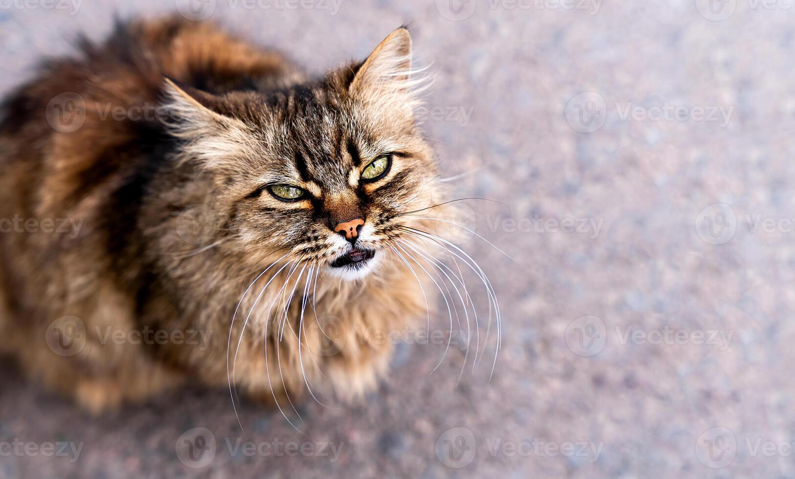 Portrait of a street cat looking into the lens. Close-up. Selective focus. photo