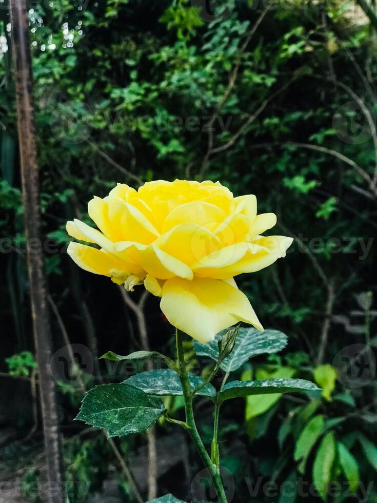 yellow rose in the garden photo
