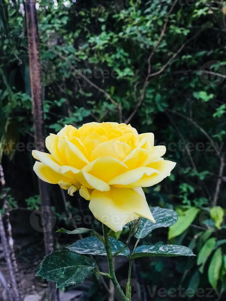 yellow rose in the garden photo