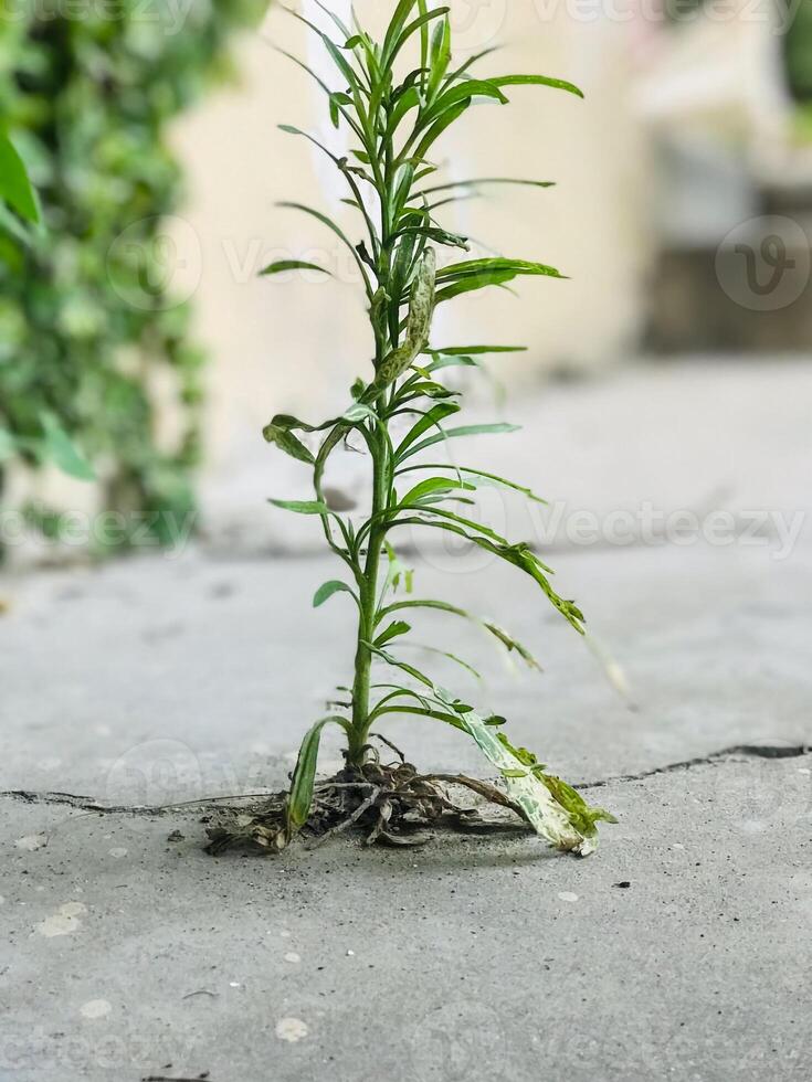 a plant growing out of a concrete slab with a plant growing out of it. photo