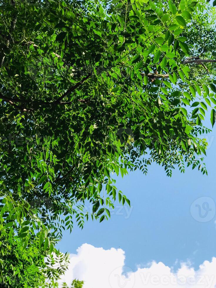 a tree with a few leaves that are in the background photo