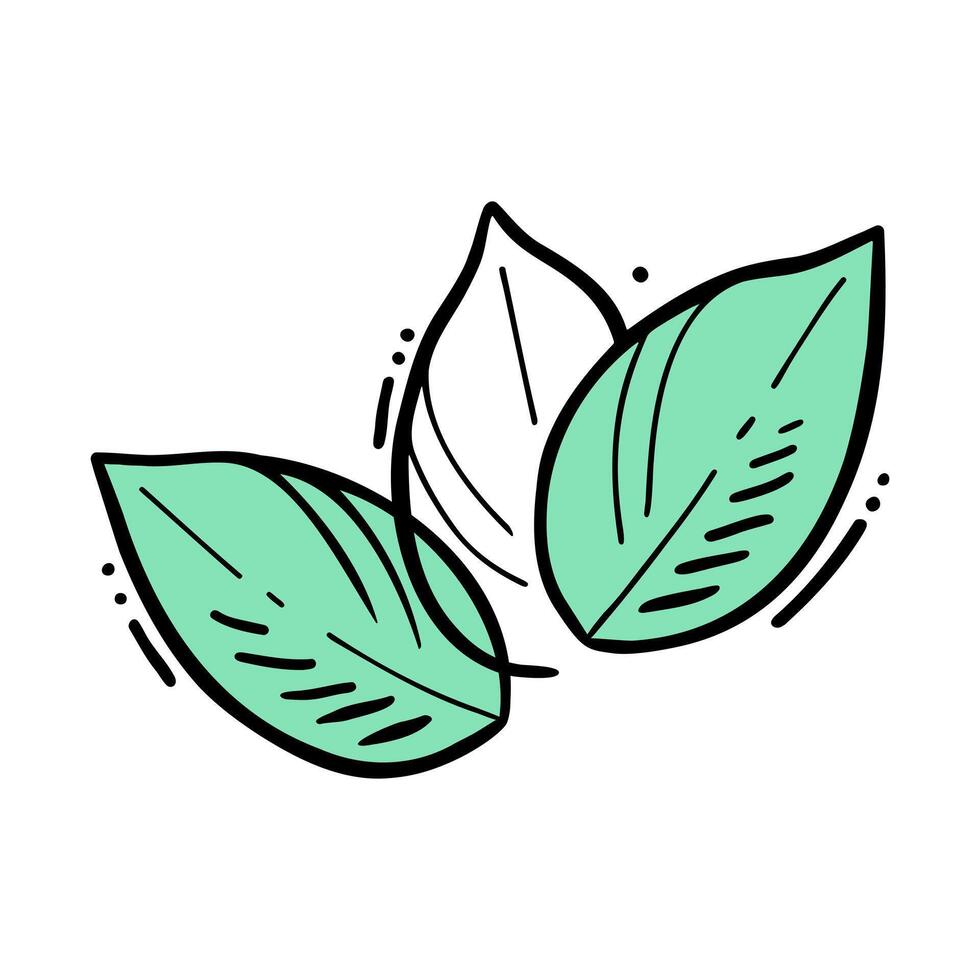 Leaves Mint stylized doodle, contour drawing mint color, isolated on white background. vector