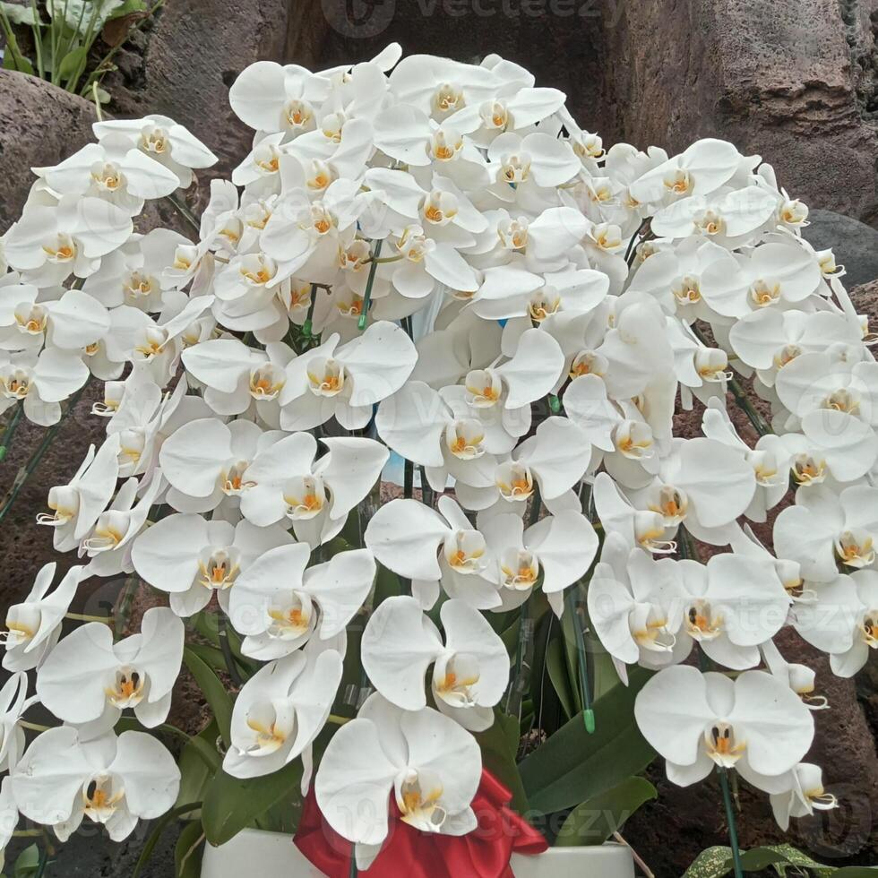 Oriental White Orchid Flowers photo