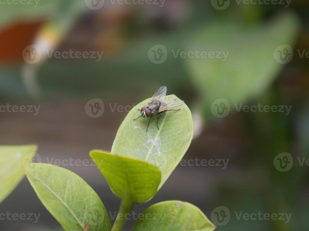 Fly on the green leaves photo