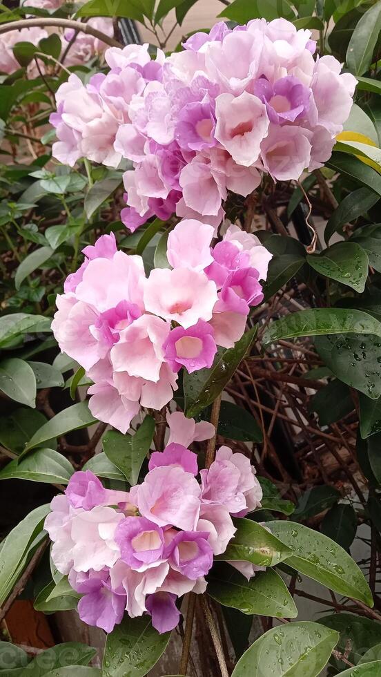 Pandorea Jasminoides Flowers in The Garden photo