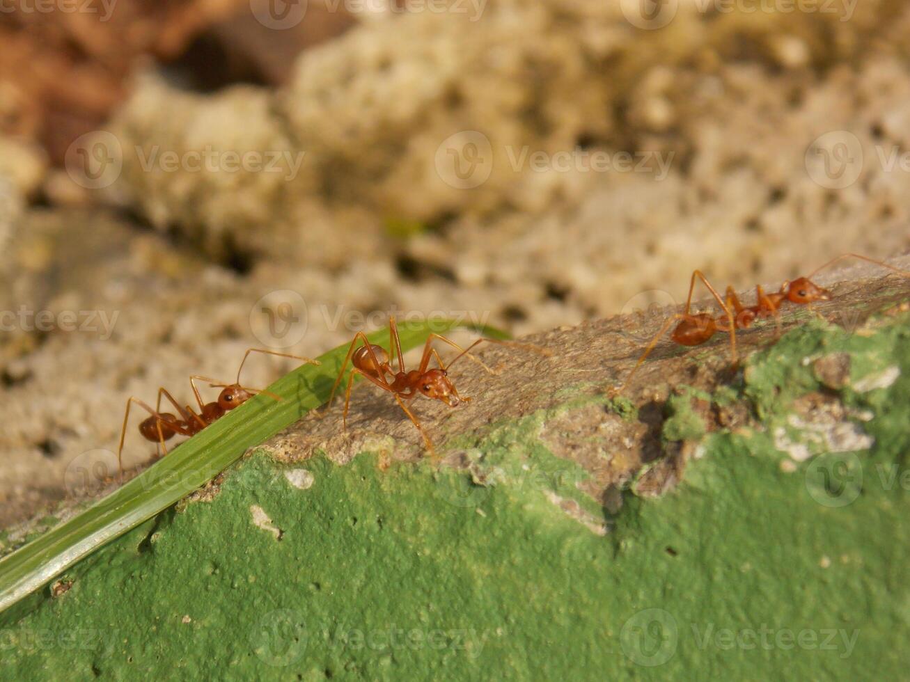 Red Fire Ant on The Ground. Macro Shot photo