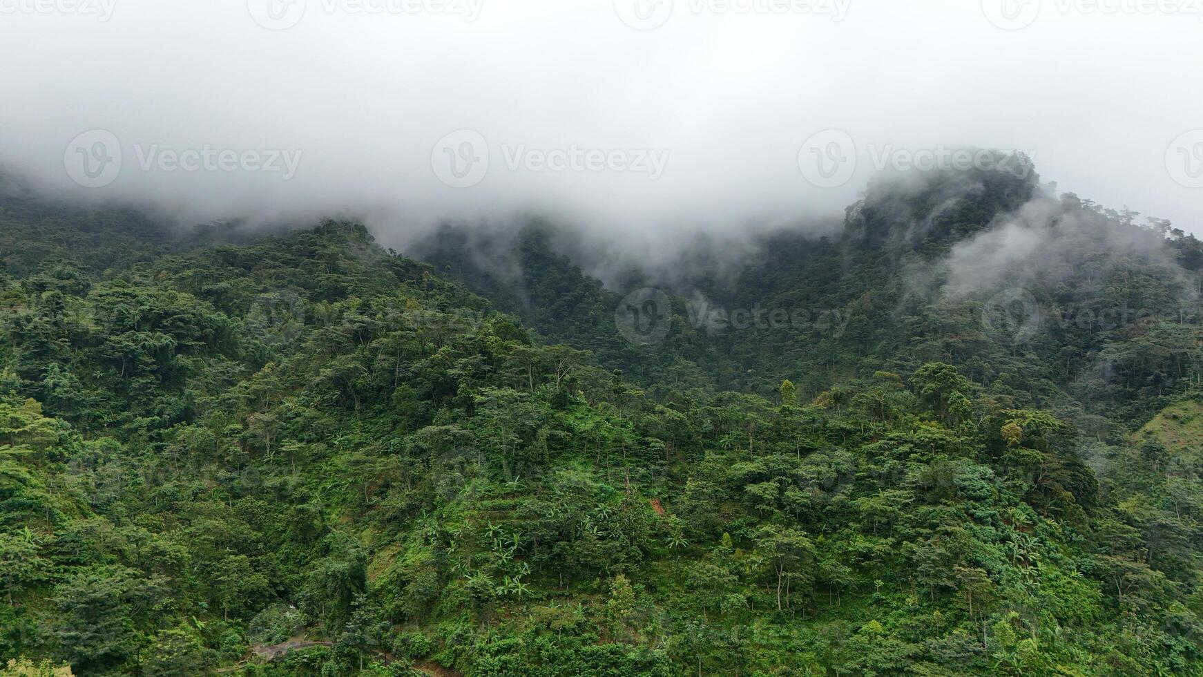 Raining in Mountains, Foggy Forest, Heavy Mystical Fog photo