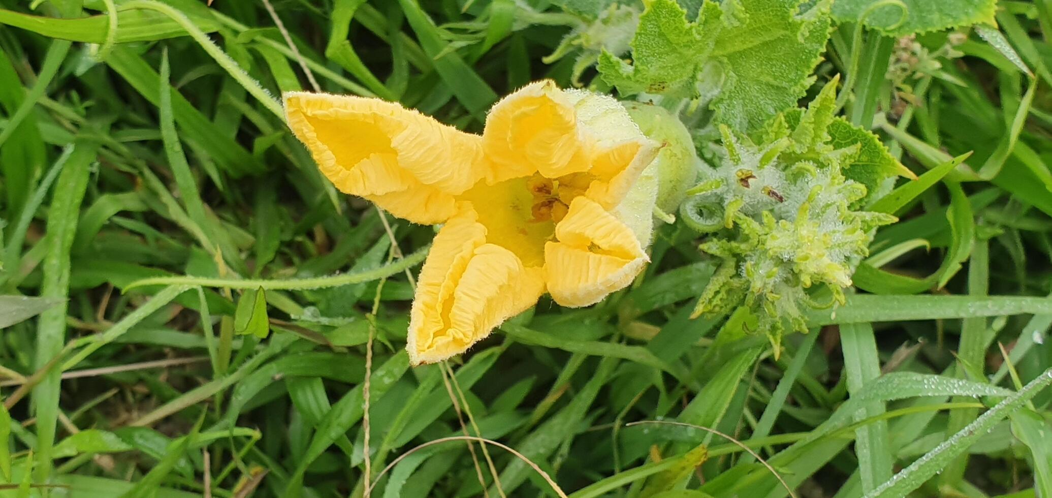 Pumpkin flower in the village field photo