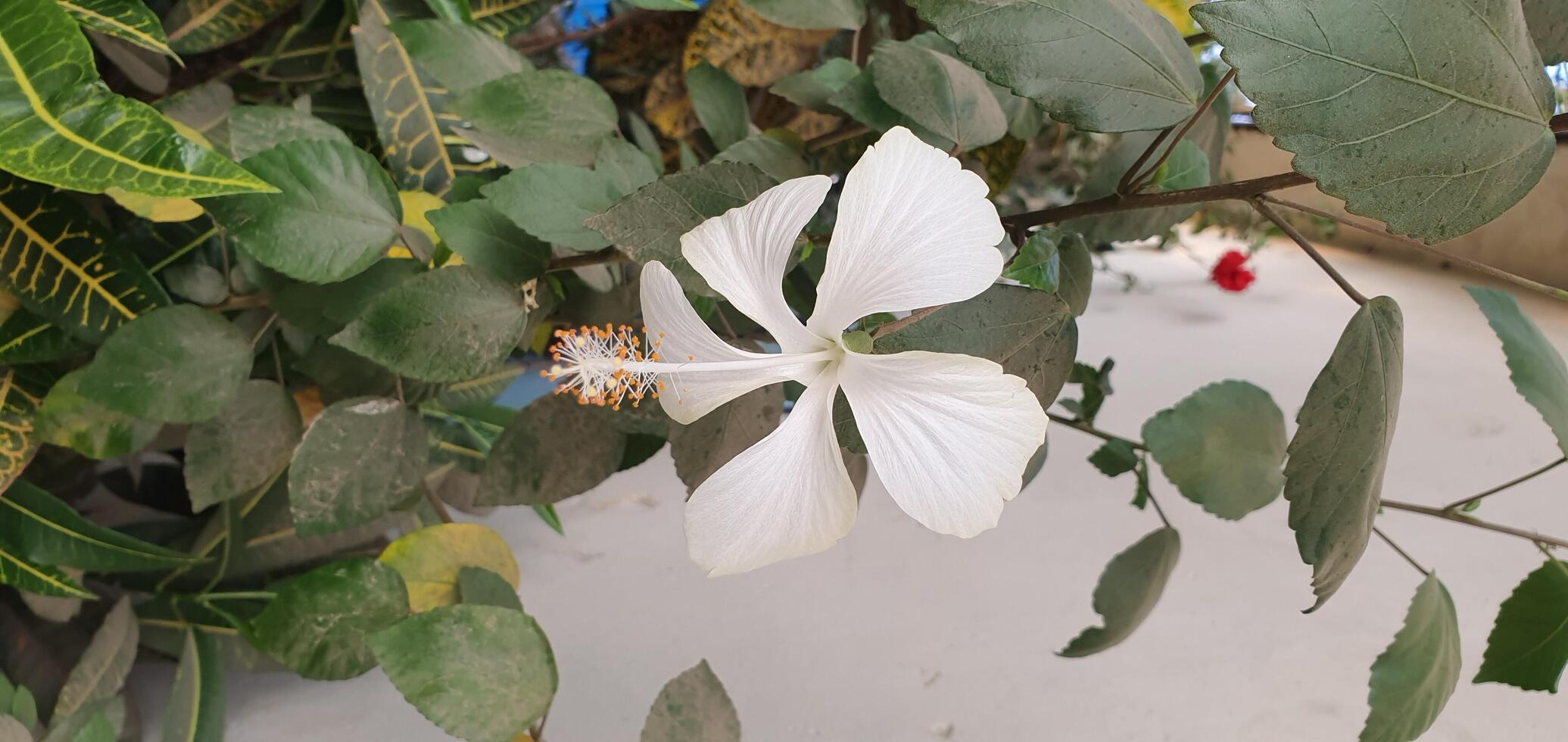 White hibiscus flower Burdock Arctium lappa is a species of flowering plant in the family Arctaceae photo