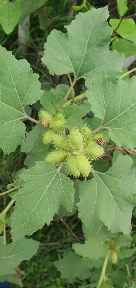 White hibiscus flower Burdock Arctium lappa is a species of flowering plant in the family Arctaceae photo