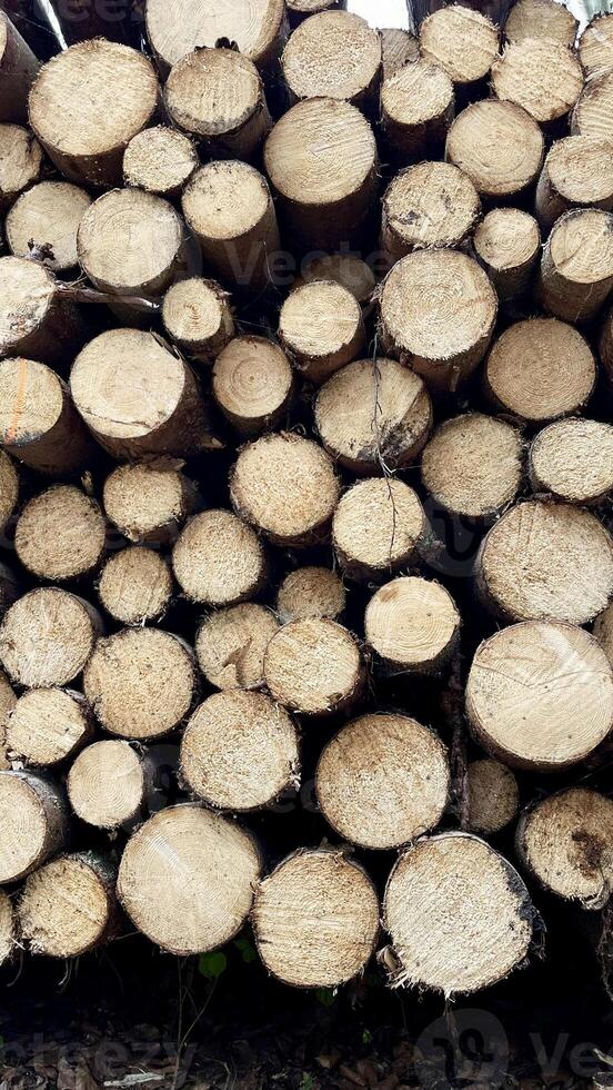 Stacked felled trees at a forest logging site photo