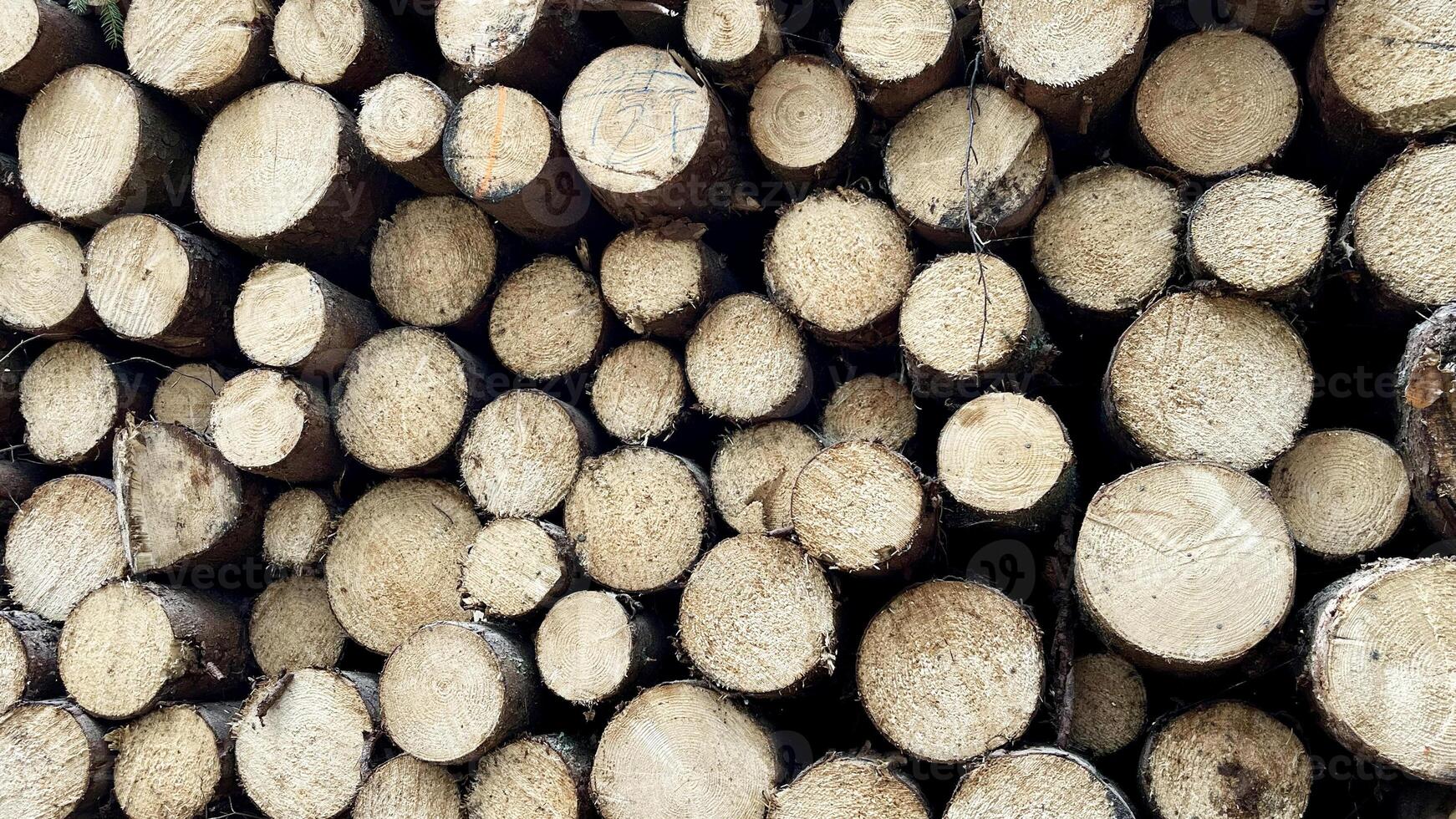 Stacked felled trees at a forest logging site photo