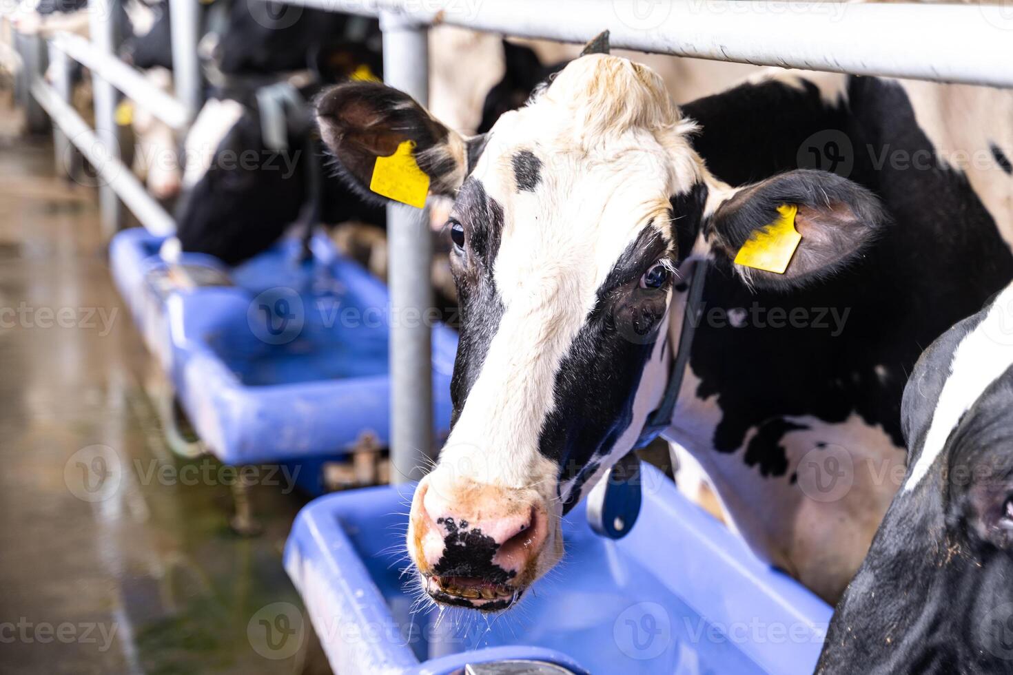Cow head in hangar for milk farming. Dairy production countryside. photo