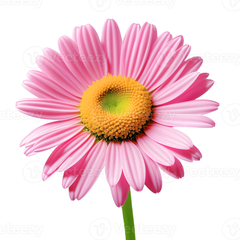 single Pink daisy png