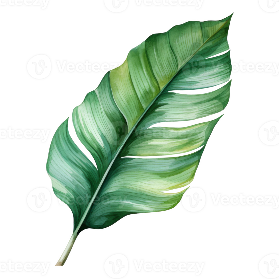 Banana Leaf, Tropical Leaf Illustration. Watercolor Style. png
