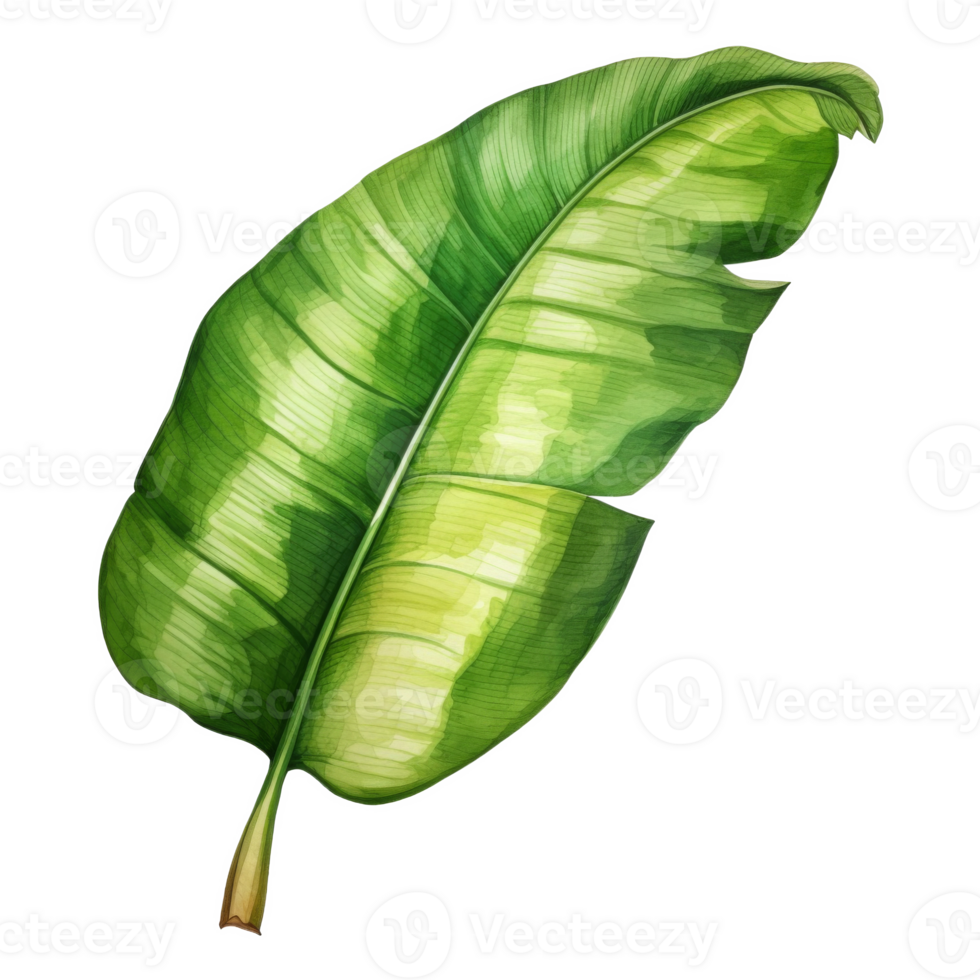 Banana Leaf, Tropical Leaf Illustration. Watercolor Style. png