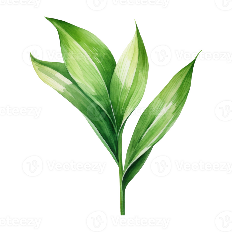 Aspidistra Leaf, Tropical Leaf Illustration. Watercolor Style. png