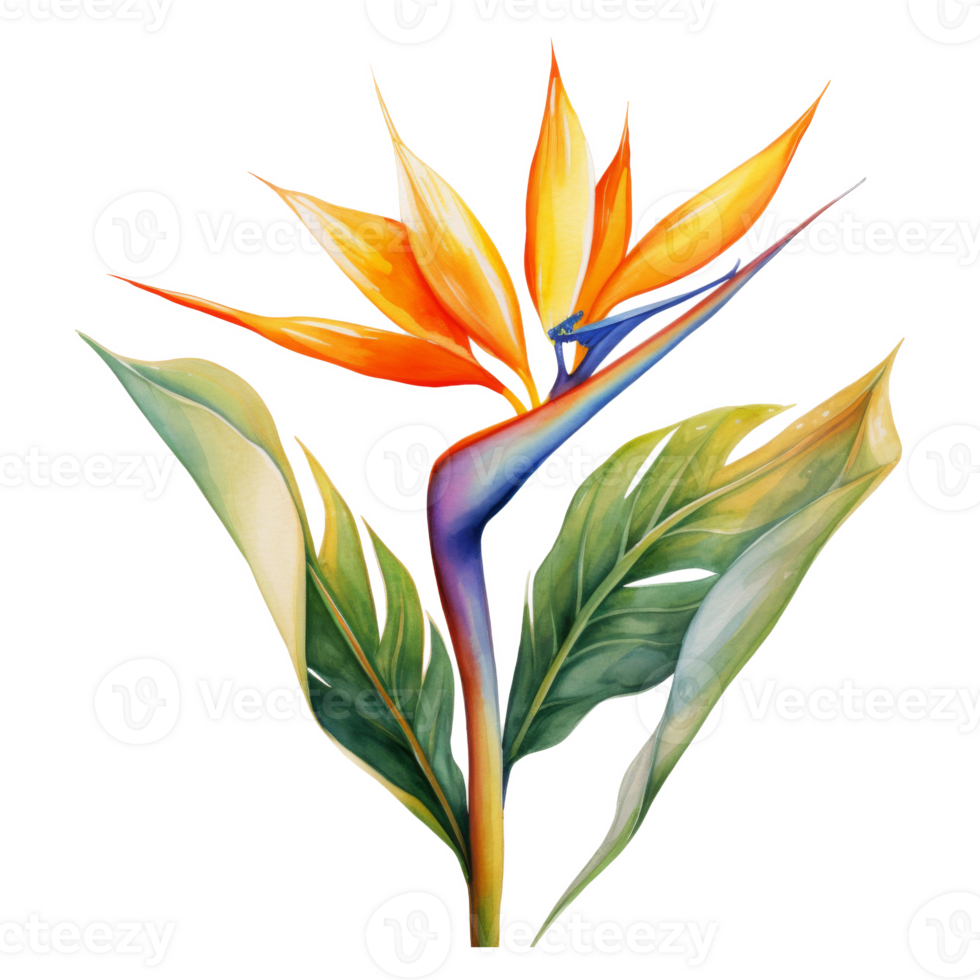 Bird of Paradise, Tropical Flower Illustration. Watercolor Style. png