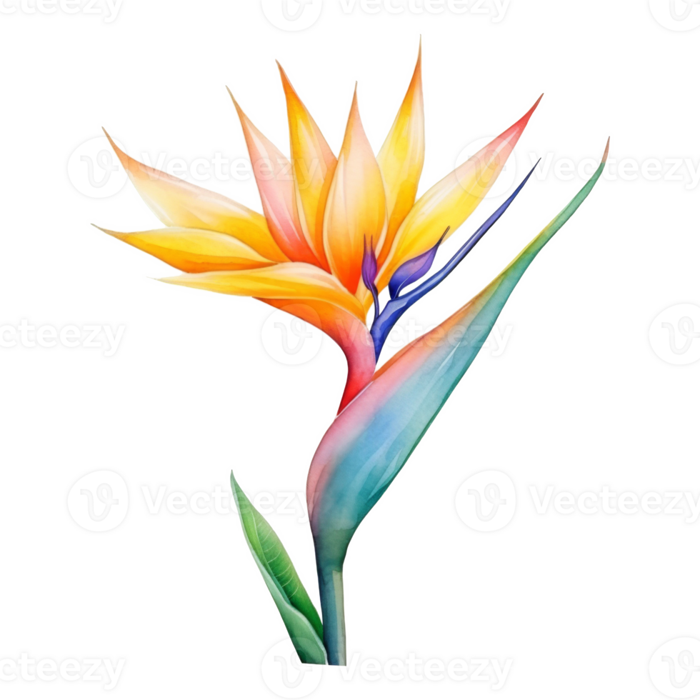Bird of Paradise, Tropical Flower Illustration. Watercolor Style. png