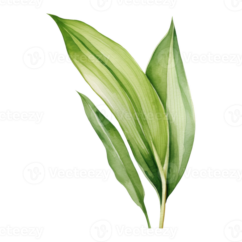 Aspidistra Leaf, Tropical Leaf Illustration. Watercolor Style. png