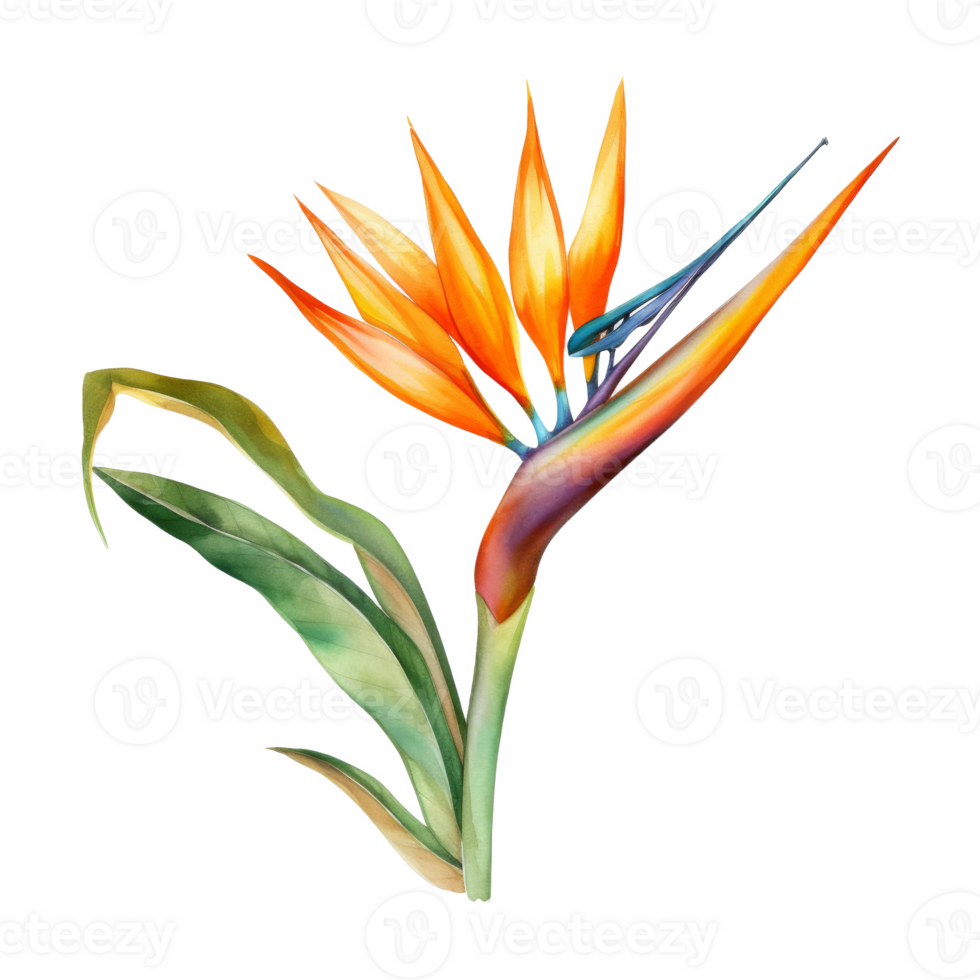 Bird of Paradise, Tropical Flower Illustration. Watercolor Style. png