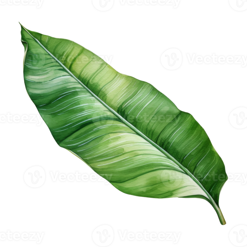 Banana Leaf, Tropical Leaf Illustration. Watercolor Style. png