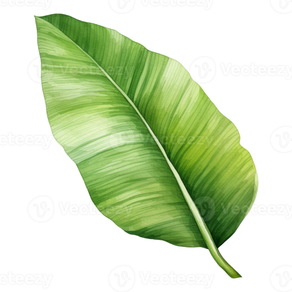 Banana Leaf, Tropical Leaf Illustration. Watercolor Style. png