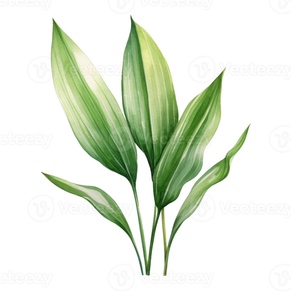 Aspidistra Leaf, Tropical Leaf Illustration. Watercolor Style. png