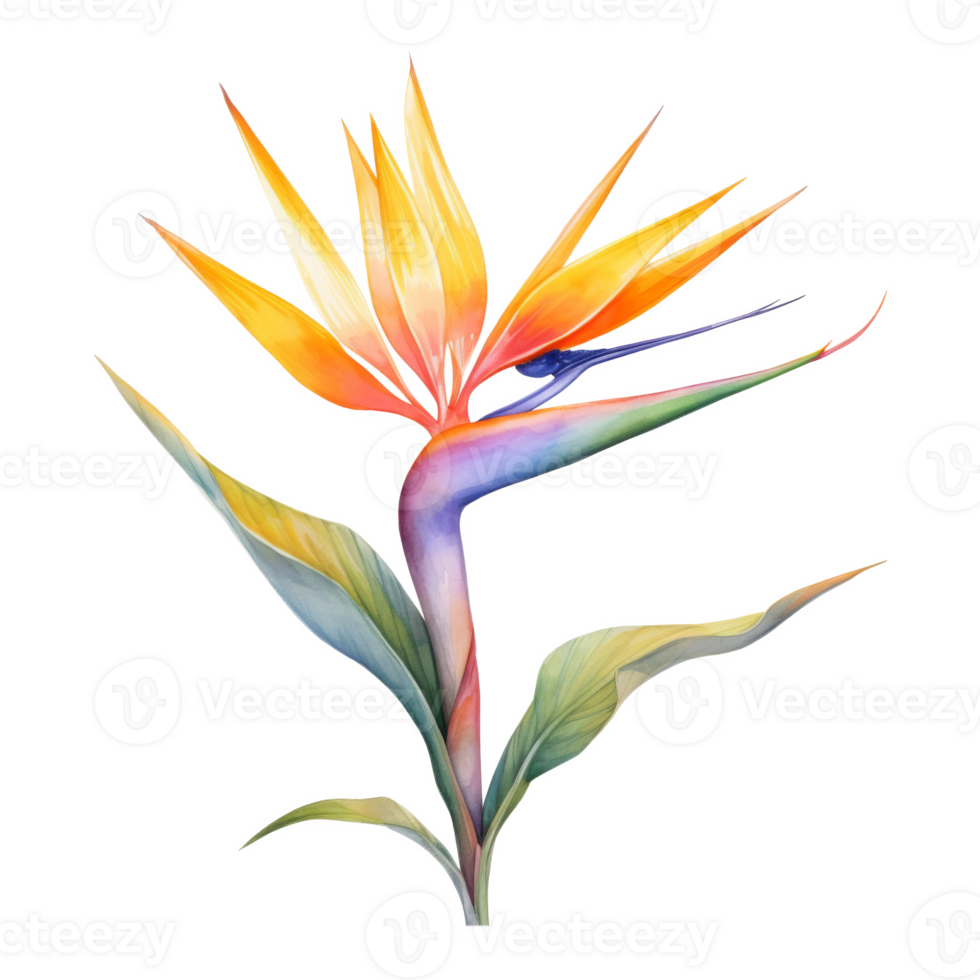 Bird of Paradise, Tropical Flower Illustration. Watercolor Style. png