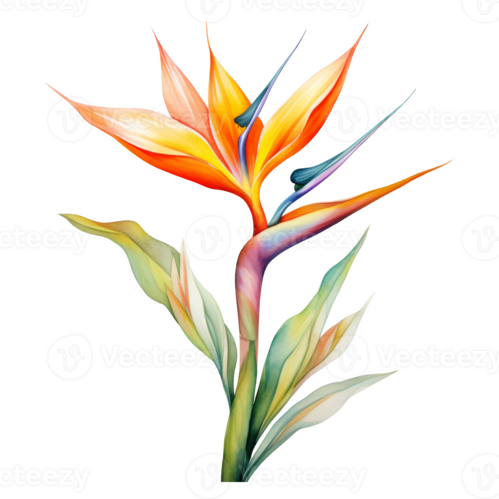 Bird of Paradise, Tropical Flower Illustration. Watercolor Style. png