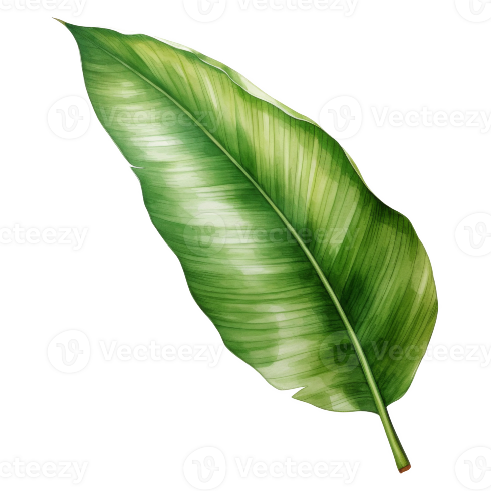 Banana Leaf, Tropical Leaf Illustration. Watercolor Style. png