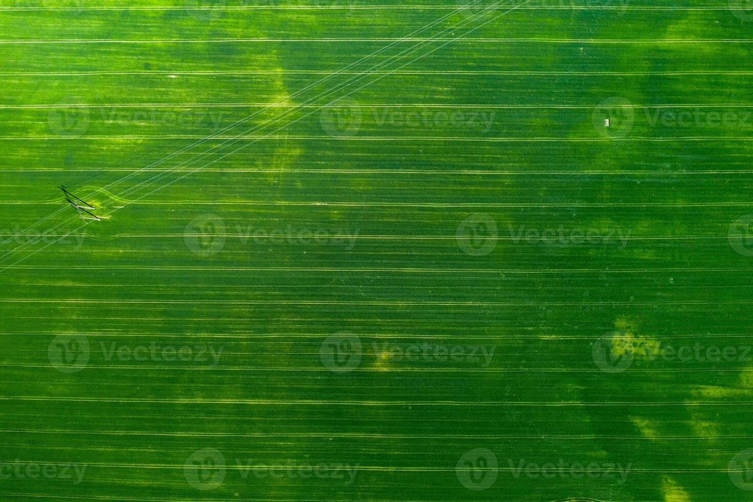 Top view of a Sown green and gray field in Belarus.Agriculture in Belarus.Texture. photo