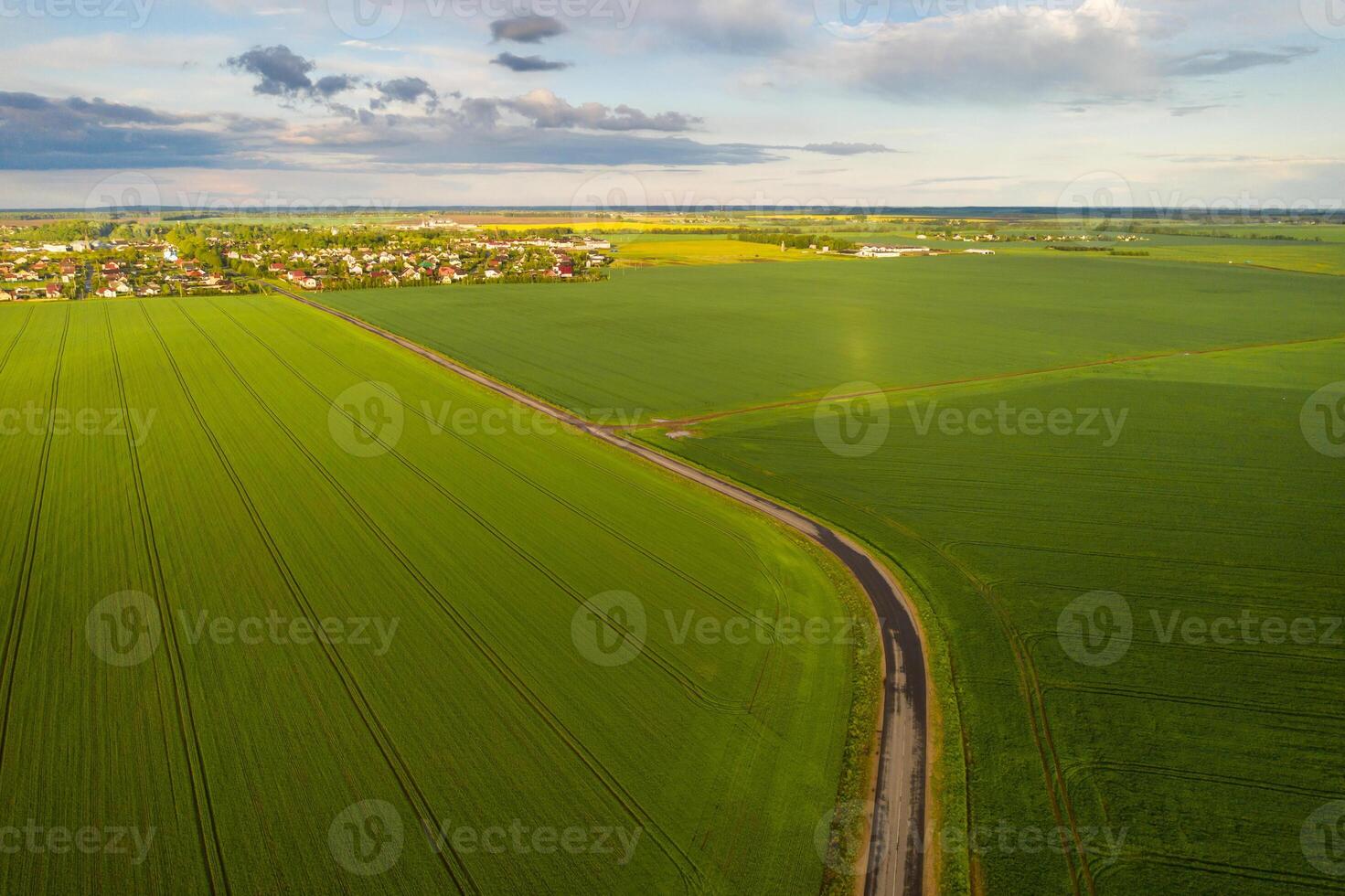 Top view of the sown green in Belarus.Agriculture in Belarus.Texture photo